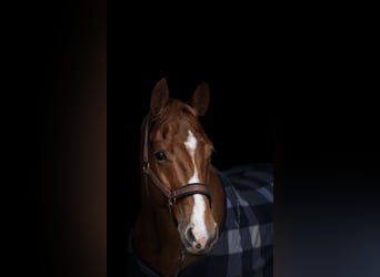 Westfaliano, Caballo castrado, 14 años, 163 cm, Alazán