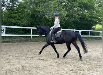Westfaliano, Caballo castrado, 14 años, 165 cm, Castaño