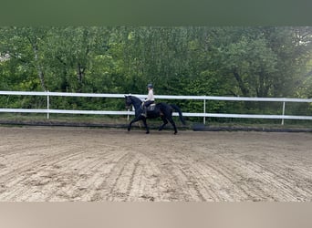 Westfaliano, Caballo castrado, 14 años, 165 cm, Castaño