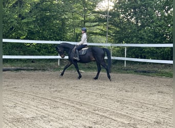 Westfaliano, Caballo castrado, 14 años, 165 cm, Castaño