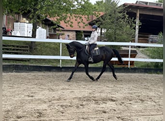 Westfaliano, Caballo castrado, 14 años, 165 cm, Castaño