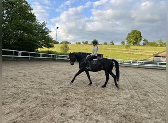 Westfaliano, Caballo castrado, 14 años, 165 cm, Castaño