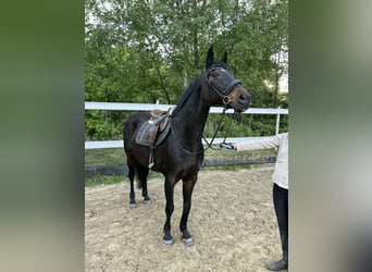 Westfaliano, Caballo castrado, 14 años, 165 cm, Castaño