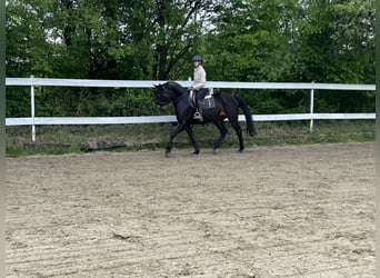 Westfaliano, Caballo castrado, 14 años, 165 cm, Castaño