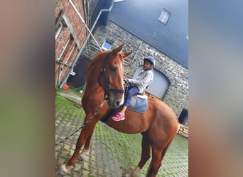 Westfaliano, Caballo castrado, 14 años, 168 cm