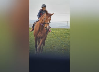 Westfaliano, Caballo castrado, 14 años, 168 cm