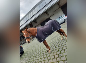 Westfaliano, Caballo castrado, 14 años, 168 cm