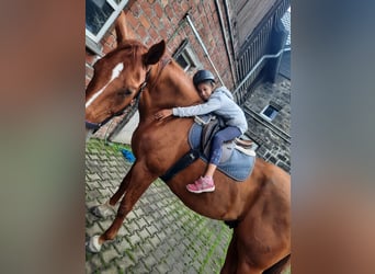 Westfaliano, Caballo castrado, 14 años, 168 cm