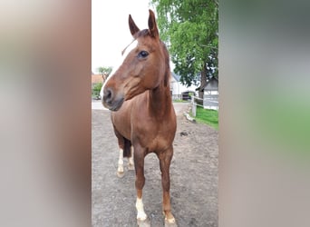 Westfaliano, Caballo castrado, 14 años, 168 cm