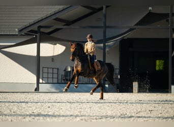 Westfaliano, Caballo castrado, 14 años, 168 cm, Castaño