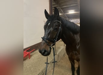 Westfaliano, Caballo castrado, 14 años, 170 cm, Castaño