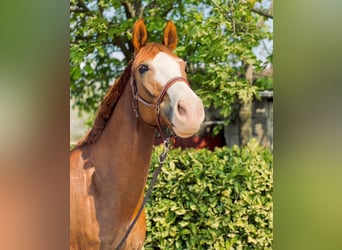 Westfaliano, Caballo castrado, 14 años, 172 cm, Alazán-tostado