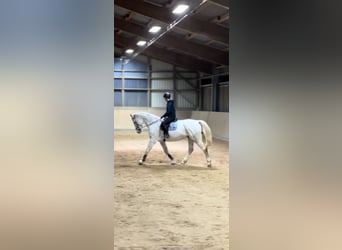 Westfaliano, Caballo castrado, 14 años, 172 cm, Tordo picazo