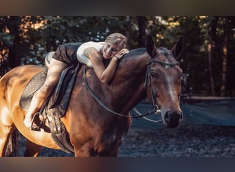 Westfaliano, Caballo castrado, 14 años, 174 cm, Castaño