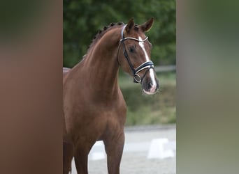 Westfaliano, Caballo castrado, 14 años, 175 cm, Alazán