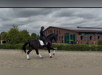 Westfaliano, Caballo castrado, 14 años, 175 cm