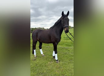 Westfaliano, Caballo castrado, 14 años, 175 cm