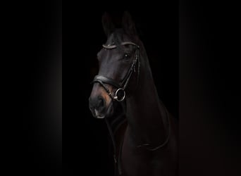 Westfaliano, Caballo castrado, 14 años, 175 cm