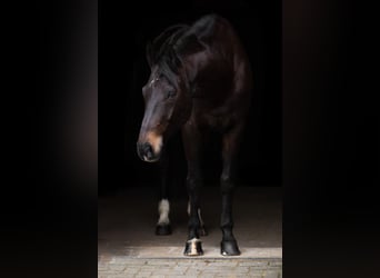 Westfaliano, Caballo castrado, 14 años, 175 cm