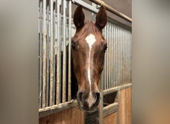 Westfaliano, Caballo castrado, 14 años, 176 cm, Alazán-tostado