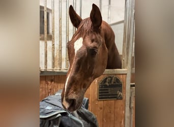 Westfaliano, Caballo castrado, 14 años, 176 cm, Alazán-tostado