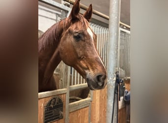 Westfaliano, Caballo castrado, 14 años, 176 cm, Alazán-tostado