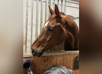 Westfaliano, Caballo castrado, 14 años, 176 cm, Alazán-tostado