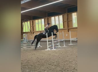 Westfaliano, Caballo castrado, 14 años, 180 cm