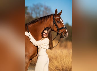 Westfaliano, Caballo castrado, 15 años, 165 cm, Alazán-tostado