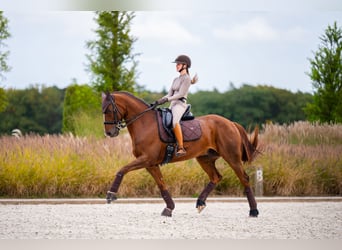 Westfaliano, Caballo castrado, 15 años, 165 cm, Alazán-tostado
