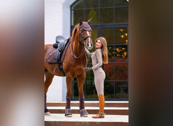 Westfaliano, Caballo castrado, 15 años, 165 cm, Alazán-tostado