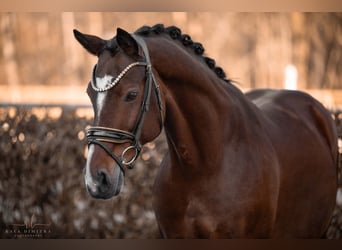 Westfaliano, Caballo castrado, 15 años, 165 cm, Castaño