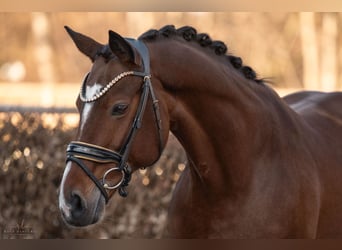 Westfaliano, Caballo castrado, 15 años, 165 cm, Castaño