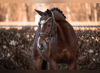 Westfaliano, Caballo castrado, 15 años, 165 cm, Castaño