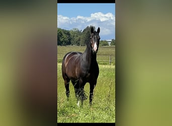 Westfaliano, Caballo castrado, 15 años, 167 cm, Castaño