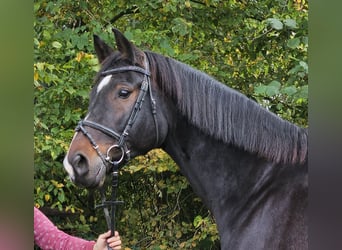 Westfaliano, Caballo castrado, 15 años, 168 cm, Morcillo
