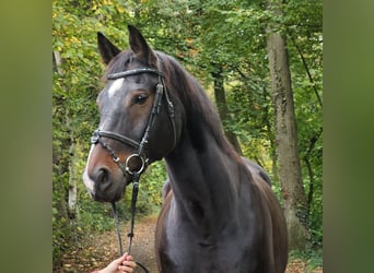 Westfaliano, Caballo castrado, 15 años, 168 cm, Morcillo