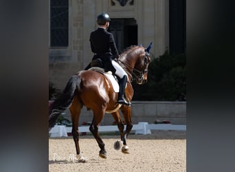 Westfaliano, Caballo castrado, 15 años, 169 cm, Castaño