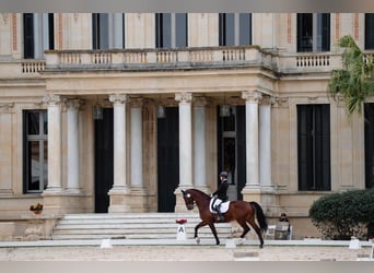 Westfaliano, Caballo castrado, 15 años, 169 cm, Castaño