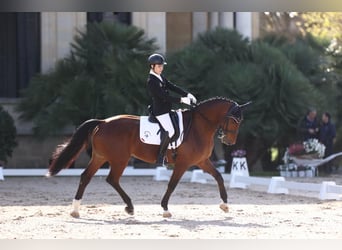 Westfaliano, Caballo castrado, 15 años, 169 cm, Castaño