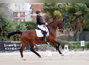 Westfaliano, Caballo castrado, 15 años, 169 cm, Castaño