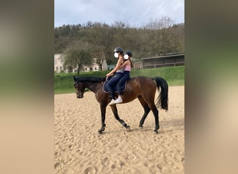 Westfaliano, Caballo castrado, 15 años, 170 cm, Castaño