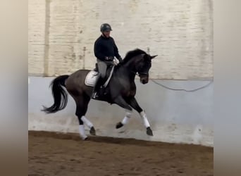 Westfaliano, Caballo castrado, 15 años, 171 cm, Castaño