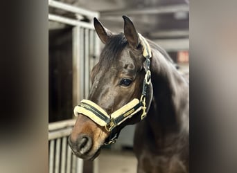 Westfaliano, Caballo castrado, 15 años, 171 cm, Castaño