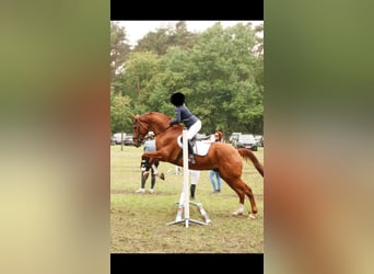 Westfaliano, Caballo castrado, 15 años, 174 cm, Alazán