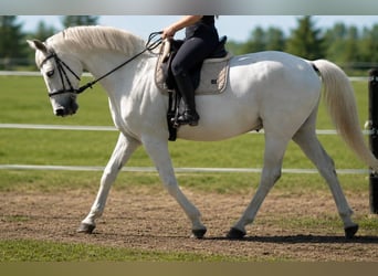 Westfaliano, Caballo castrado, 15 años, 174 cm, Tordo