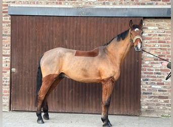 Westfaliano, Caballo castrado, 15 años, 175 cm, Castaño