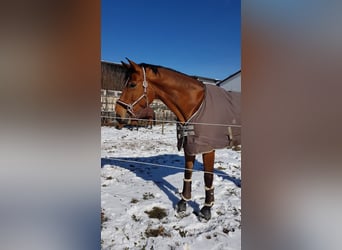 Westfaliano, Caballo castrado, 15 años, 178 cm, Castaño