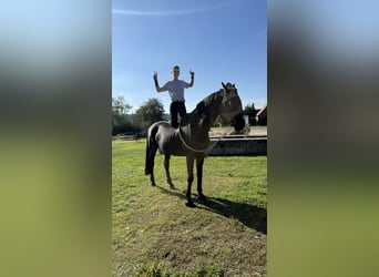 Westfaliano, Caballo castrado, 15 años, 180 cm, Negro