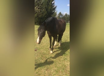 Westfaliano, Caballo castrado, 16 años, 167 cm, Castaño